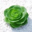 200 Mountain Rose Succulents Bonsai Plants Perennial Indoor Succulent Plant Seeds