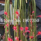 100 Climbing Plant Echinopsis Tubiflora Flowering Cactus Bonsai Plant Rare Flower Seeds
