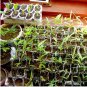 50 Yellow Fresh Bamboo Seeds