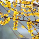 60 Winter Sweet Prunus Mume Tree Semente Plant Yellow Plum Blossom La Mei Seeds