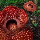 10 Beautiful Flower of Indonesia,The World's Largest Flower,Corpse Flower Seeds