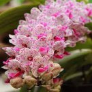 100 Cymbidium Orchid Seeds
