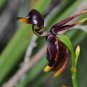 100 Rare Mixed Flying Duck Orchid Bonsai Perennial Flowers Seeds