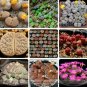 10 Germany KK's Mixed Lithops Indoor Bonsai Seeds