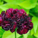 10 Geranium 'PAC Tommy' Dark Red Flower Seeds