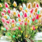 100 Rainbow Colorful Rabbit Tail Grass Semillas Seeds
