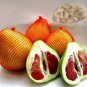 10 Heirloom Red Grapefruit Citrus maxima Hybrid Seeds