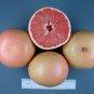 10 Heirloom Red Grapefruit Citrus maxima Hybrid Seeds