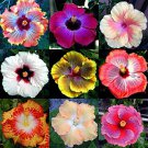 100 Giant Hibiscus Mixed Flower Seeds
