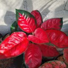 100 Beautiful Aglaonema 'Pink Dud' Mosaic Plants Flower Rare Living Rooms Seeds