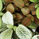 100 Fittonia verschaffeltii Mini Easy Planting Fun Indoor Flower Seeds