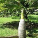 10 Bottle palm tree Seeds Exotic Plants Bonsai tree Tropical Ornamental Flower Seeds
