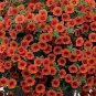 100 Petunia Vigorous Free-flowering Annual Bonsai Flower Seeds