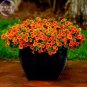 100 Petunia Vigorous Free-flowering Annual Bonsai Flower Seeds