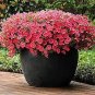 100 Petunia Vigorous Free-flowering Annual Bonsai Flower Seeds