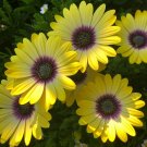 1000 'Blue-eyed Beauty' African Daisy Fantastic Annual Gerbera jamesonii Flowers Seeds
