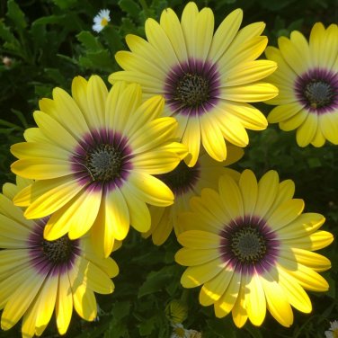 1000 'Blue-eyed Beauty' African Daisy Fantastic Annual Gerbera jamesonii Flowers Seeds