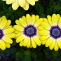 1000 'Blue-eyed Beauty' African Daisy Fantastic Annual Gerbera jamesonii Flowers Seeds