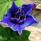 50 Dark Blue Japanese Morning Glory Seeds