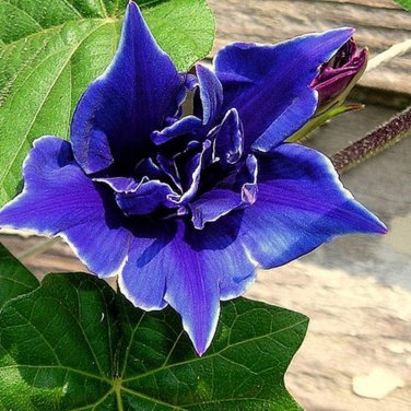 50 Dark Blue Japanese Morning Glory Seeds