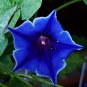 50 Dark Blue Japanese Morning Glory Seeds