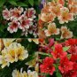 100 Rare Peruvian Lily Alstroemeria Flower Mixed 9 Colors Seeds