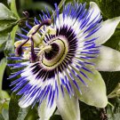 20 Passiflora Caerulea Blue Passion Fruit Climbing flowers Seeds