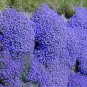 100 Dark Blue Creeping Thyme ROCK CRESS Ground Cover Flower Seeds