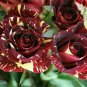 20 Gannan Yellow Red Rose Shrub Flower Seeds