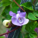 20 Vigna Caracalla Lavender Snail Vine Seeds