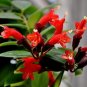 100 Rare Flower Lipstick Flower Garden Plants Bonsai Plants Potted Seeds