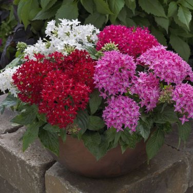 200 Pentas Lanceolata Flower mix 4 colors Seeds