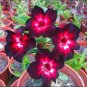 2 Imported 'Fire Lady' Black Red Desert Rose Adenium Seeds