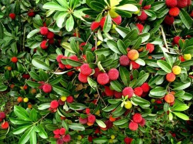 5 Red Sweet Waxberry Seeds