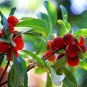 5 Red Sweet Waxberry Seeds