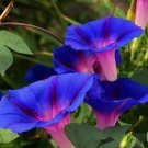 100 Rare Sky Blue Petunia Seeds Bonsai Flower Annual Morning Glory Seeds