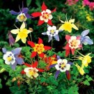 100 Rare Garden Columbine Aquilegia Mixed Perennial Flowers Seeds