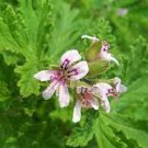 100 Pelargonium Graveolens Semente Seeds