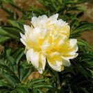 5 Huang Huakui Golden Yellow Peony Flowers Seeds