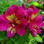100 Alstroemeria seeds Peruvian Lily Alstroemeria Inca Bandit Princess lily Seeds