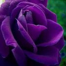 50 Purple European Rose Seeds