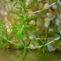 100 Aldrovanda Vesiculosa Seeds
