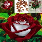 50 New Rare Red White Rose Flower Tree Seeds