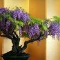Mixed wisteria seeds bonsai wisteria flower - 4 Seeds