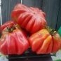100 Tlacolula Pink Giant Tomato Seeds
