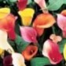 100 Rare Heirloom Bonsai Different Types of Calla Lily Flower Seeds