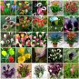 100 Rare Heirloom Bonsai Different Types of Calla Lily Flower Seeds