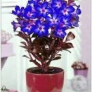 2 Adenium Dark Blue Petals Light Pink Eye Flower Seeds
