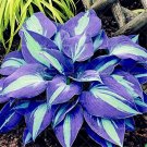 200 Hosta Plants Perennials Plantain Flower Bonsai Rare Lily Flower Seeds