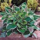50 Exotic Hosta Plant Seed Four Seasons Flower Seeds